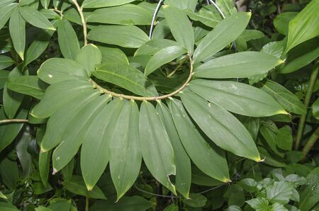 Green leaf in curve formの写真素材