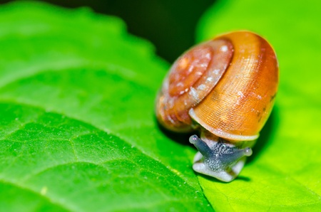 Small brown snail on a green leaf の写真素材