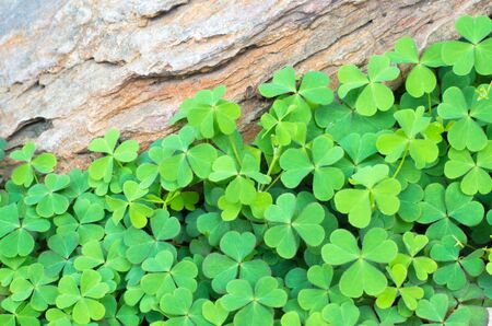 Fresh Small Plant and Rock の写真素材