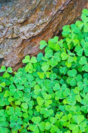 Fresh Small Plant and Rock の写真素材