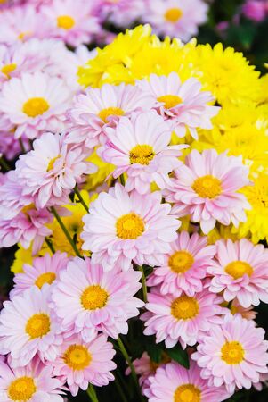 bakground with pink and white chrysanthemums flowersの写真素材