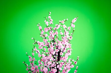 Blooming cherry trees on Green Background の写真素材