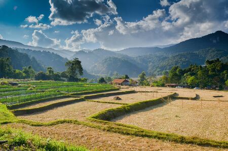 Rice fields in Chiangmai province,North of Thailand