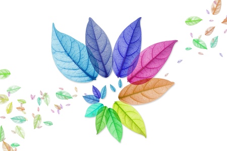 Design of Colorful leaf in white Backgroundの写真素材