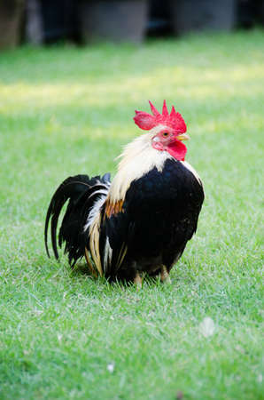 Cock close up on the farm, green grass background