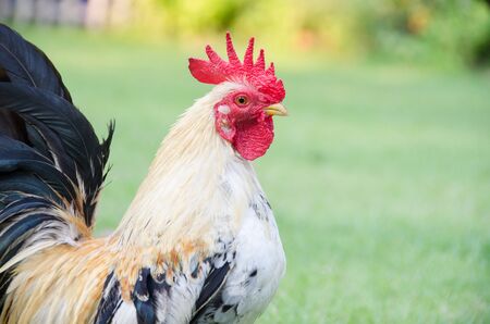 Cock close up on the farm, green grass background