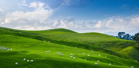 Land scape of green field and blue sky, view of New Zealand farmの写真素材
