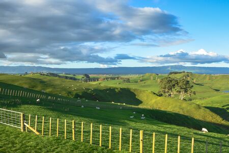 Land scape of green field and blue sky, view of New Zealand farmの写真素材