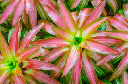 Bromeliad Textureの写真素材
