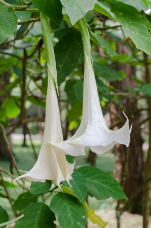 white Datura flower or AngelÂ´s trumpetの写真素材