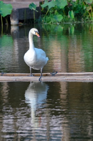 Single white swan in a water pondの写真素材