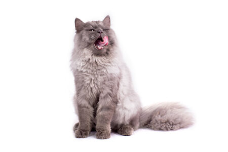 Persian cat on white backgroundの写真素材