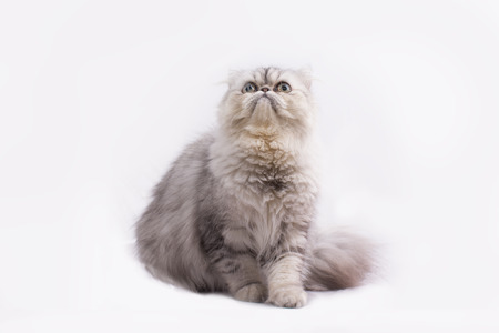 Persian cat on white backgroundの写真素材