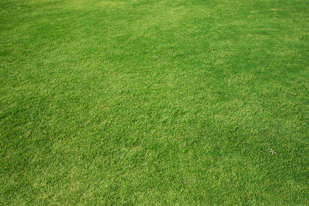 Grass background
