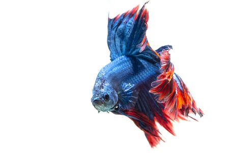 siamese fighting fish, betta fish isolated on whiteの写真素材