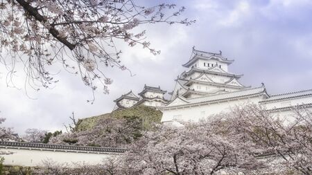 himeji castle with sakura blossomのeditorial素材