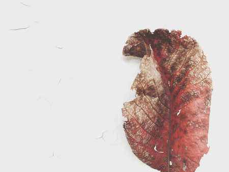 Dry leaf on white background