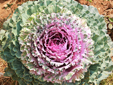 Ornamental cabbage decorated in the garden