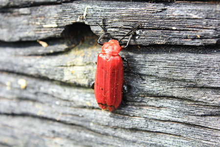 A red insect catch on the old timber.の写真素材