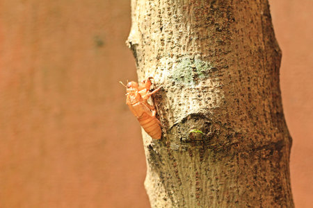 Cicada stains on the tree.の写真素材