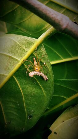 Spider catching worm on green leaf