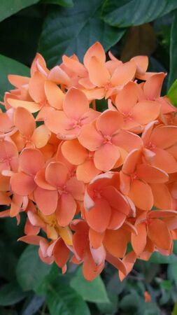 Orange flowersの素材