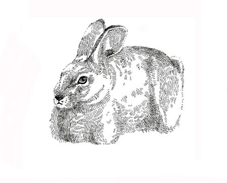 graphic easter Bunnyの写真素材