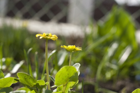 two yellow flowers