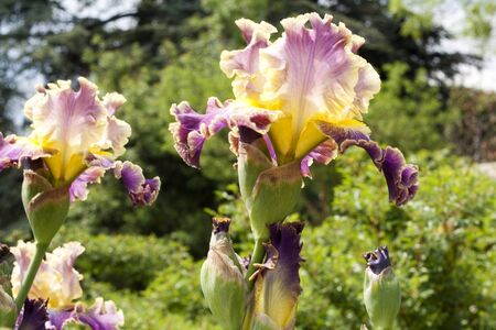 two purple irises with a buds