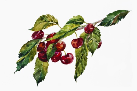 watercolor sweet cherries brunchの写真素材