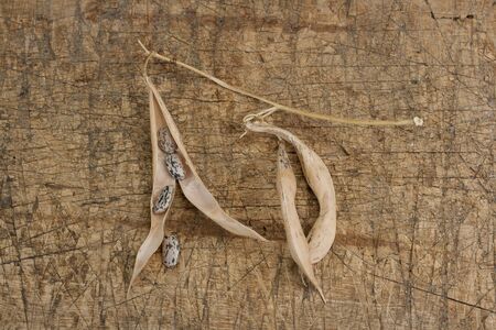 Haricot pods with beans at old wooden surfaceの写真素材