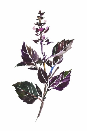 purple basil twig with leaves and flowers isolated watercolor paintingの写真素材