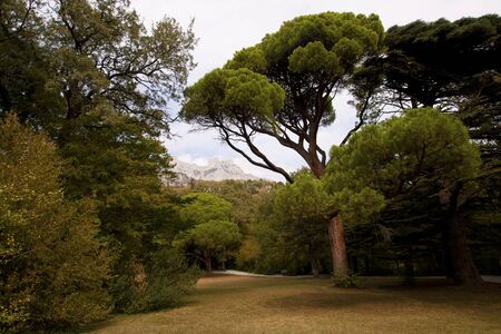 rare pine forest with view on Ay Petri peak at autumn