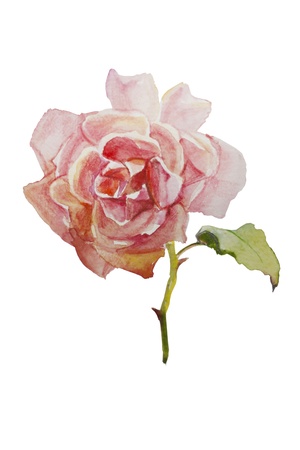 watercolor pink rose isolatedの写真素材