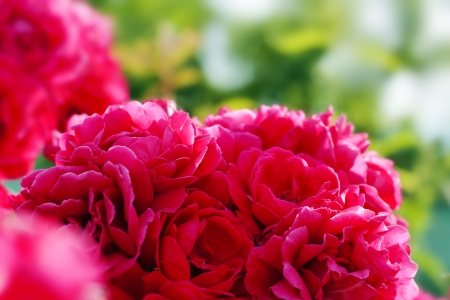 bouquet of wild red rose or dogroses in the garden selective focusの写真素材