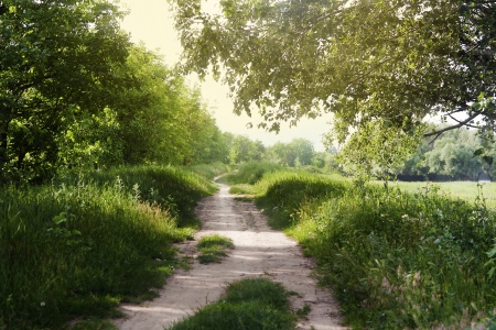 Country footpath between the trees and meadow befor the sunsetの写真素材
