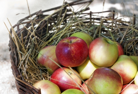 Rustic still life with full basket of red and yellow ripe apples in sun lightsの写真素材