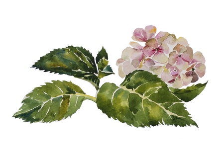 Pink hydrangea with leaves and stem original watercolor painting on white backgroundの写真素材