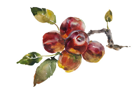 Red apples bunch on the tree twig original watercolor on paper isolated illustrationの写真素材