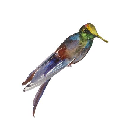 Abstract watercolor painting of pink, blue, green and yellow shiny humming bird isolated on white backgroundの写真素材