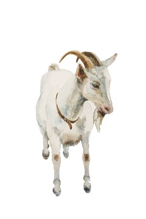 Watercolor white goat male standing and looking right isolated on white background. Original farm animal illustration.の写真素材