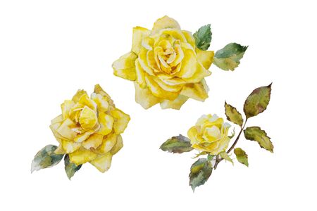 Set of watercolor yellow roses flowers isolated on white background. Bud, blooming and ripe bloom flowers, botanical accuracy illustrationの写真素材