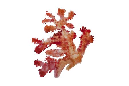 Watercolor red soft coral with spotty texture isolated on white backgroundの写真素材