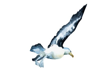 Watercolor black winged seagull in a beginning of the flyght, back view. Original hand painted bird in motion illustration isolated on white backgroundの写真素材