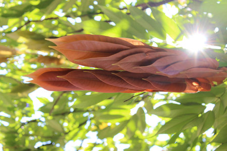 Light through the leaves during the day.