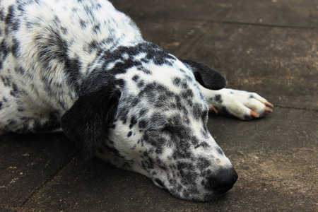 Cold from the cement floor makes me fall asleep.の写真素材
