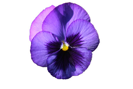 Violet flowerの写真素材