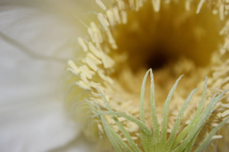 Flowers are lined with yellow flowers.