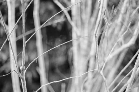 Blurred tree branch in black and white. Shoot by film camera with original film grain.の写真素材