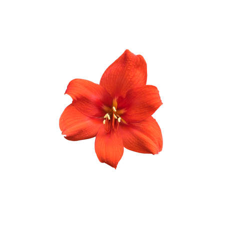 Red Amaryllis isolated on white backgroundの写真素材